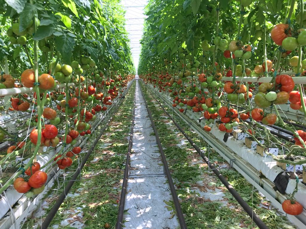 Pomidory w szklarni na rynnie.