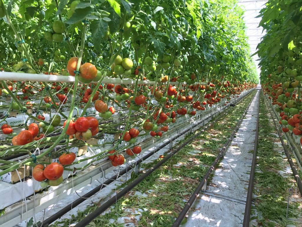 Pomidory w szklarni na rynnie.