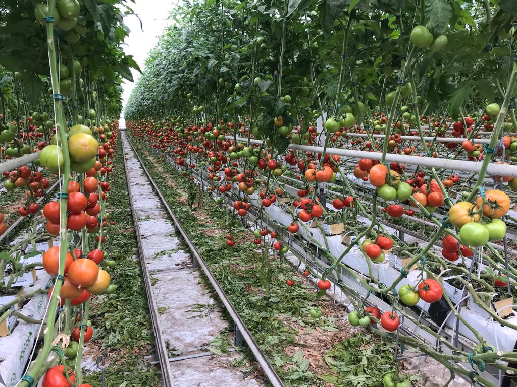 Pomidory w szklarni na rynnie.