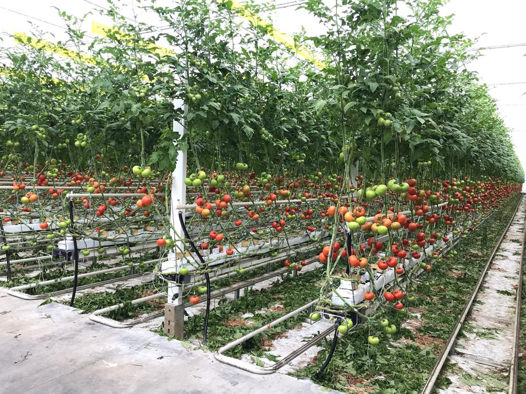 Pomidory w szklarni na rynnie.