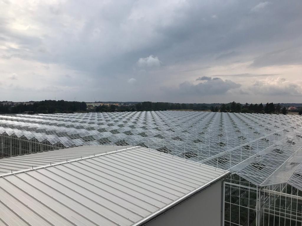 Pomidory w kartonie.