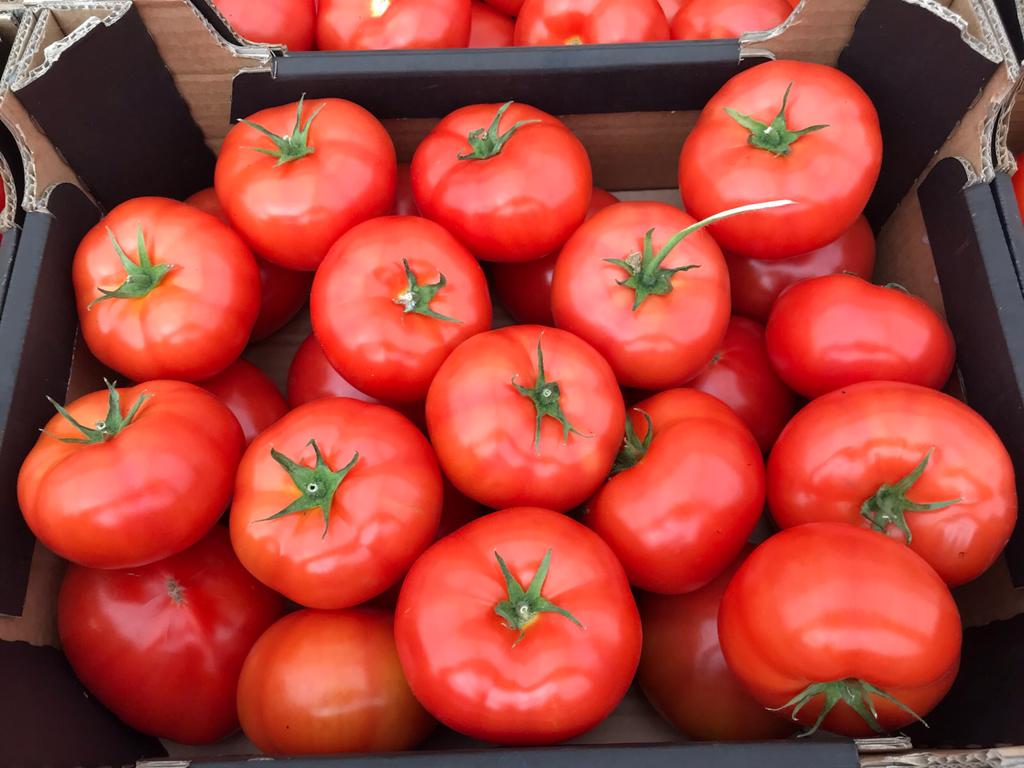 Pomidory w szklarni na rynnie.