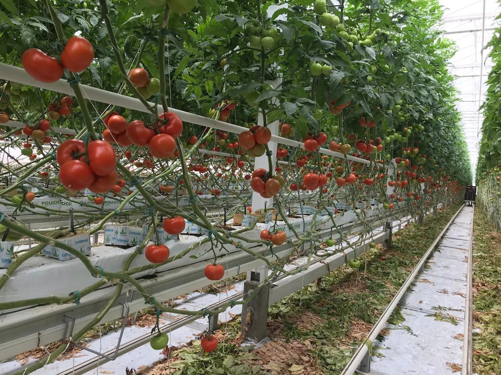 Pomidory w szklarni na rynnie.