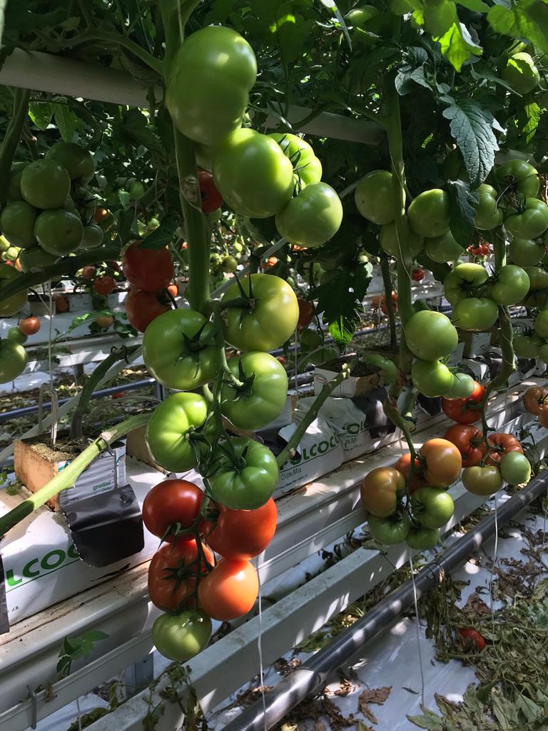 Pomidory w szklarni na rynnie.