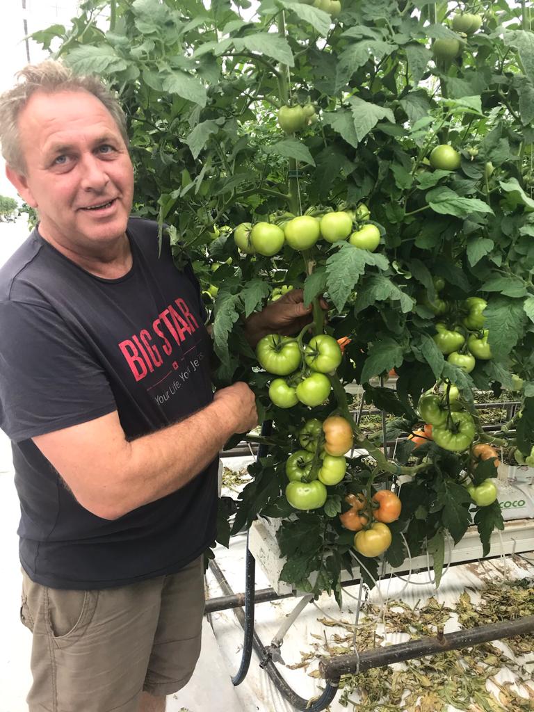 Pan Edek w pracy przy pomidorach.